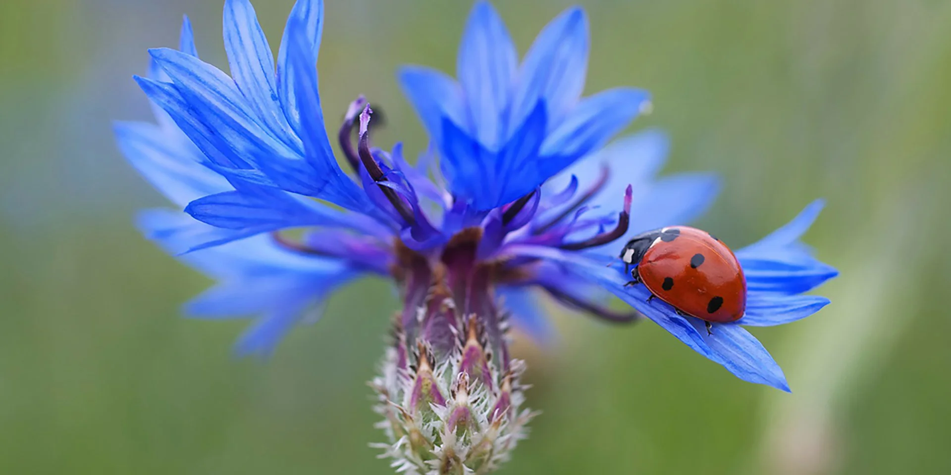 associazione-spazi-aperti-fiordaliso